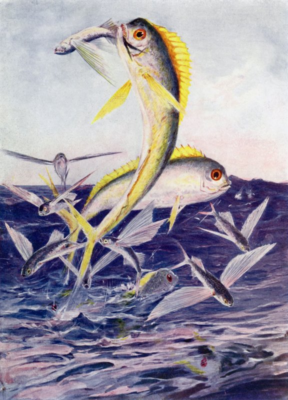 Létající ryby zaútočily od Henry Charles Seppings Wright