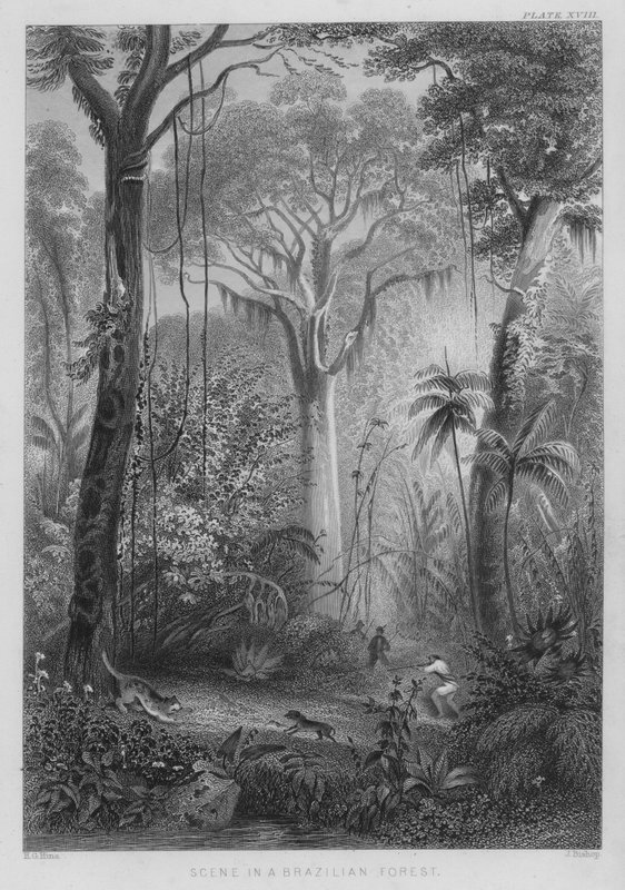 Scéna v brazilském lese (barevná rytina) od Henry George (after) Hine