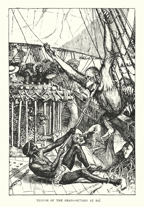 Teror orang-outangů v Sai (rytina) od Henry Justice Ford