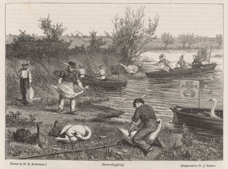 Swan-Hopping od Henry Robert Robertson