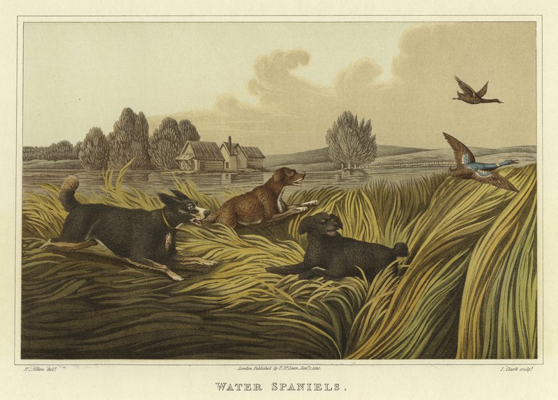 vodní španělé (chromolitho) od Henry Thomas Alken
