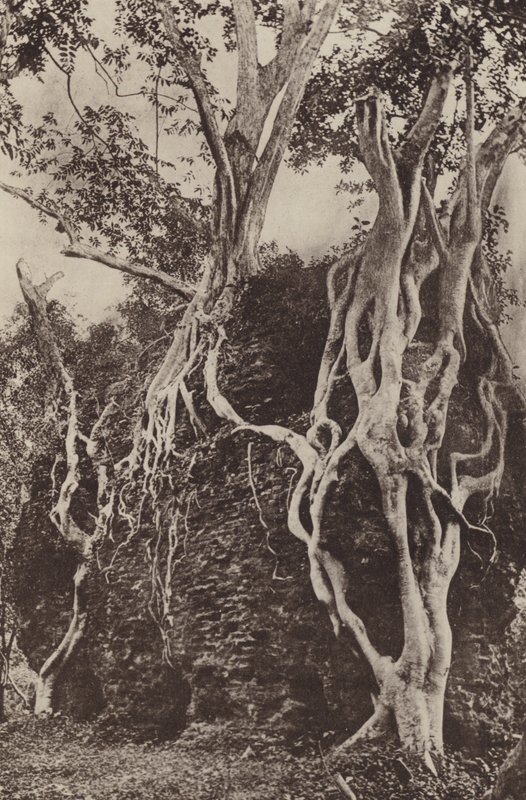 Zničená města Cejlonu: Kotuwa (černobílá fotografie) od Henry W. Cave