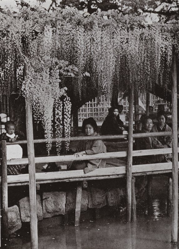 Arbor Wistaria v Kameido (černobílá fotografie) od Herbert Ponting