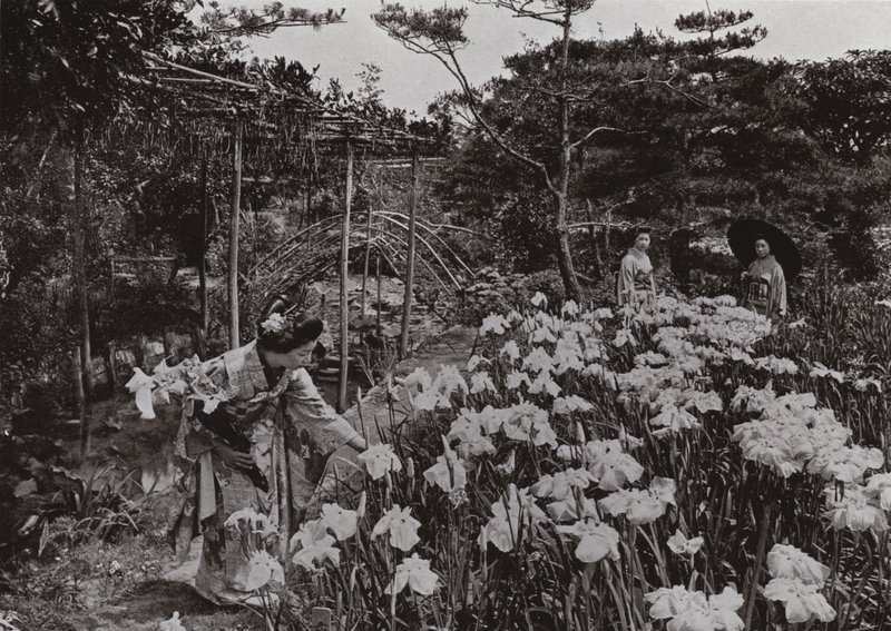 V Iris Garden v Hori-kiri (černobílá fotografie) od Herbert Ponting
