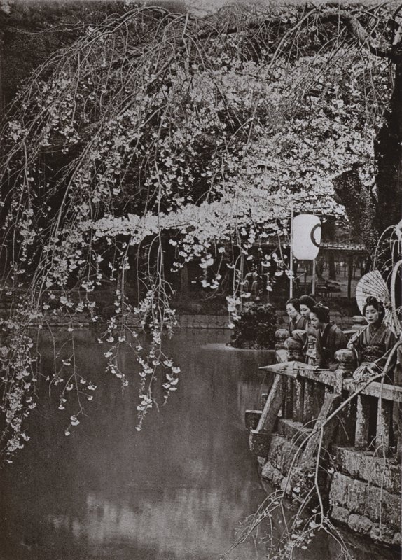 Čas třešňového květu v Japonsku (černobílá fotografie) od Herbert Ponting