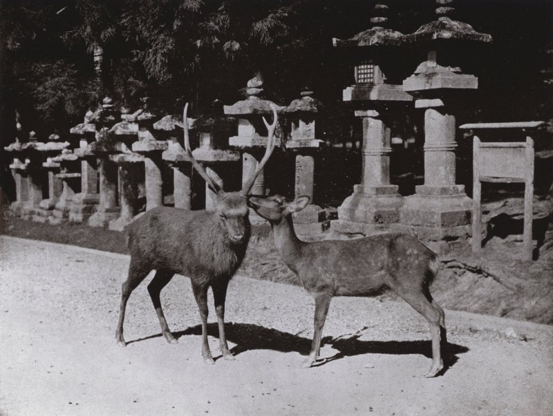 Jelen, studie v Naře (černobílá fotografie) od Herbert Ponting
