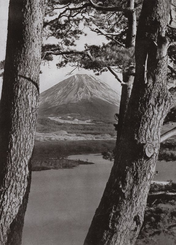 Fuji a borovice (černobílá fotografie) od Herbert Ponting