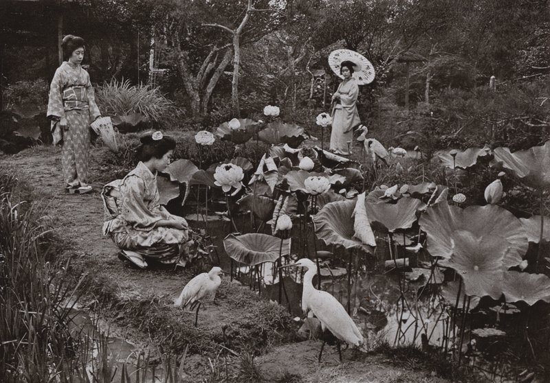 V lotosové zahradě (černobílá fotografie) od Herbert Ponting