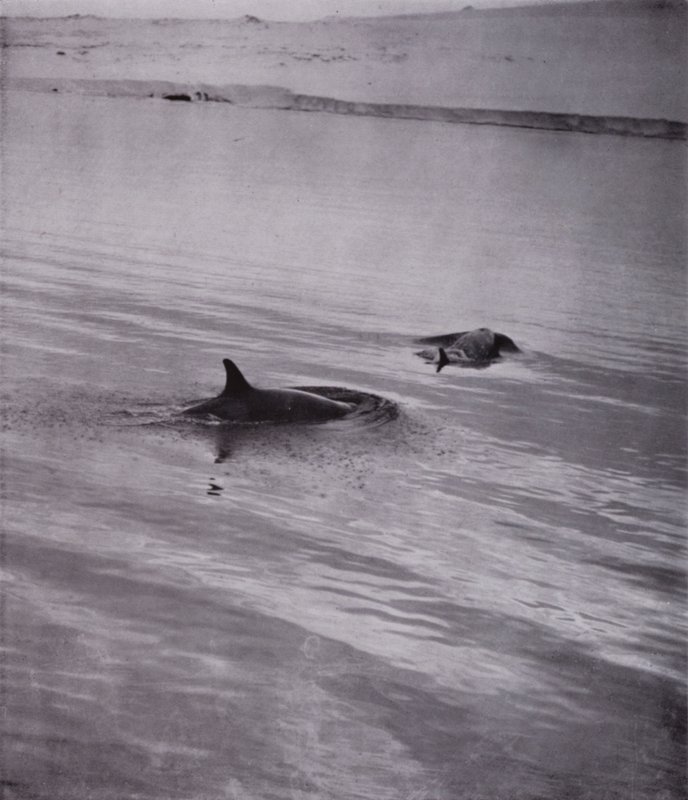 "Na všech stranách kosatky" (černobílá fotografie) od Herbert Ponting
