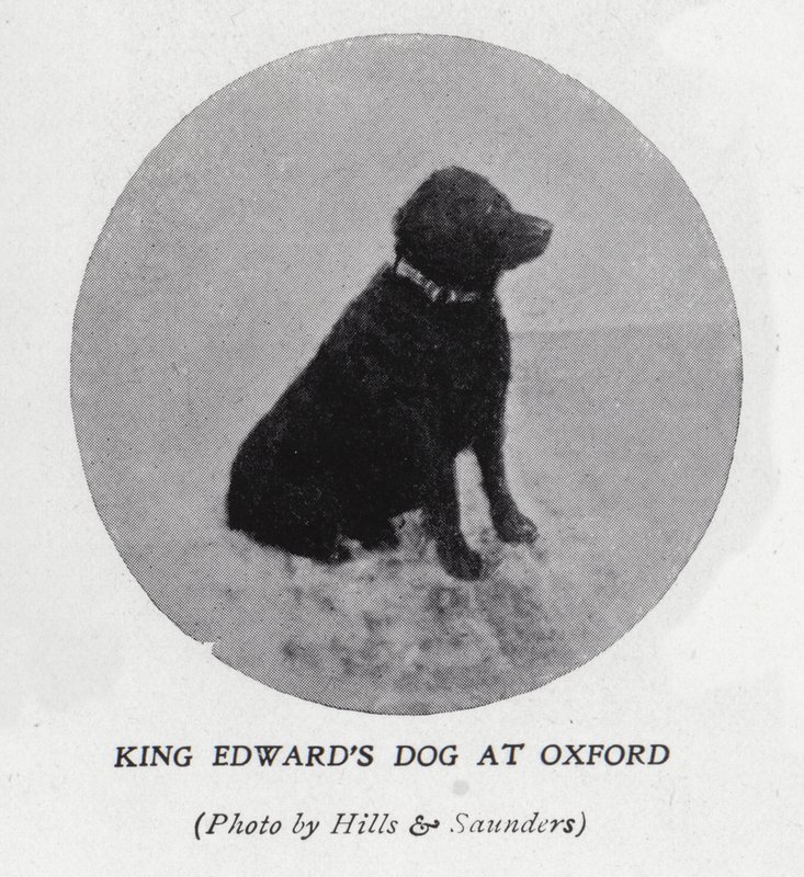 Pes krále Edwarda VII na Oxfordské univerzitě (černobílá fotografie) od Hills and Saunders