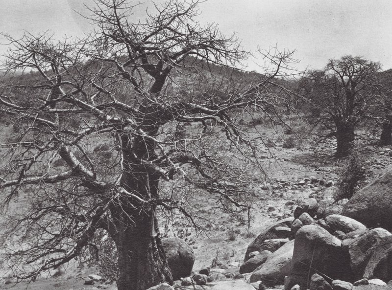 Afrika: Baobab, Dar Nuba (čb fotografie) od Hugo Adolf Bernatzik