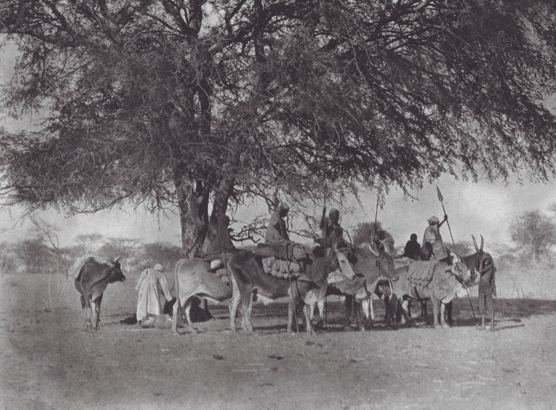 Afrika: Karavana volských potahů na Bílém Nilu (čb fotografie) od Hugo Adolf Bernatzik