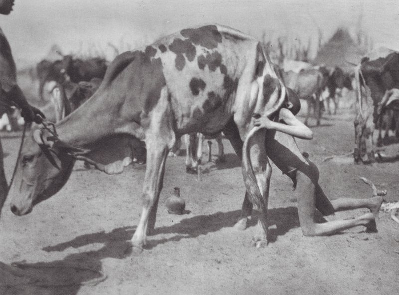Afrika: Severní Dinka fouká krávu (čb fotografie) od Hugo Adolf Bernatzik