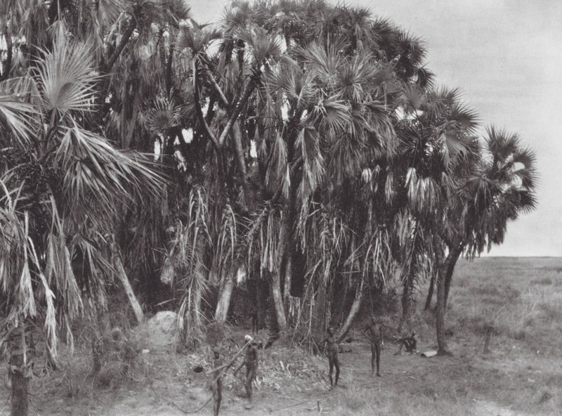 Afrika: Nuerští lovci v palmovém lese (čb fotografie) od Hugo Adolf Bernatzik