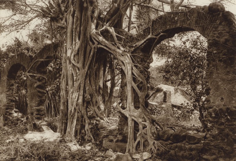 Mexiko: španělský obloukový most s fíkovníkem, Antigua, stát Vera Cruz (čb fotografie) od Hugo Brehme