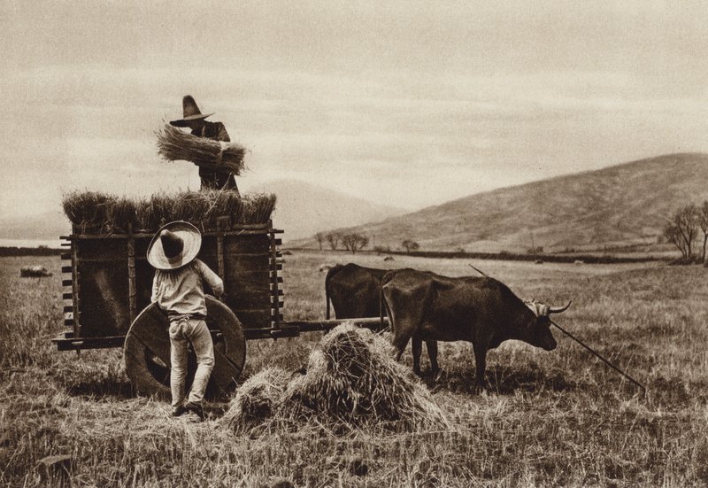 Mexiko: Zemědělci sklízejí pšenici (čb fotografie) od Hugo Brehme