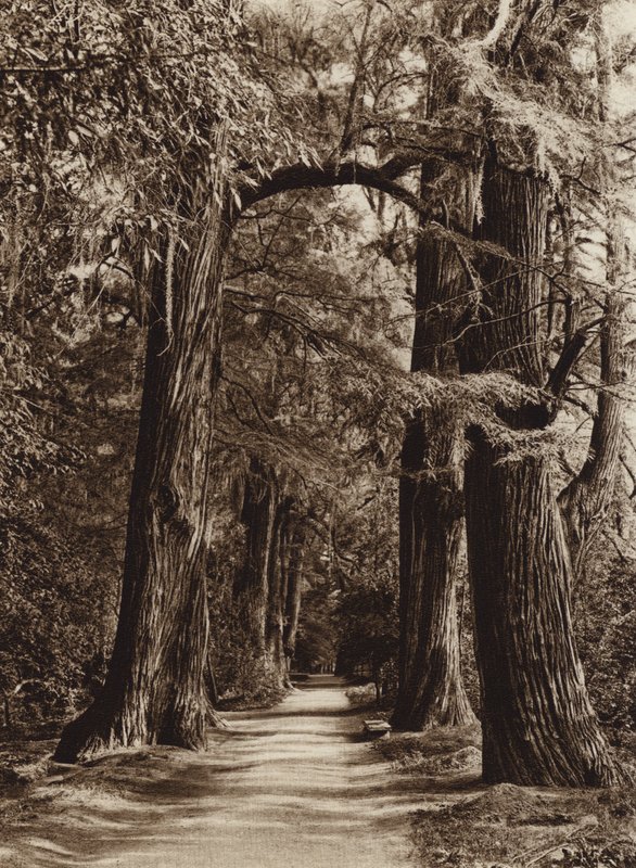Mexiko: hlavní město Mejico, park Chapultepec, Alameda de los Filosofos (čb fotografie) od Hugo Brehme