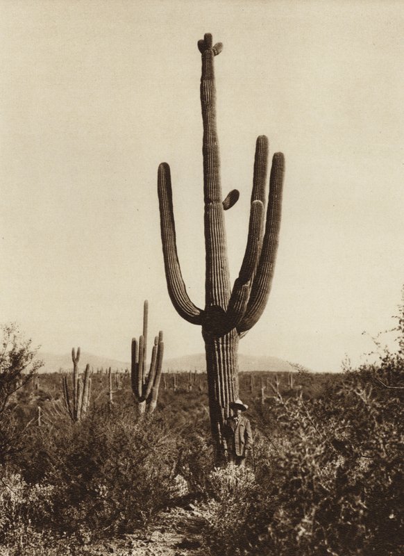Mexiko: "Cereus giganteus" v okolí města Magdalena, stát Sonora (čb fotografie) od Hugo Brehme