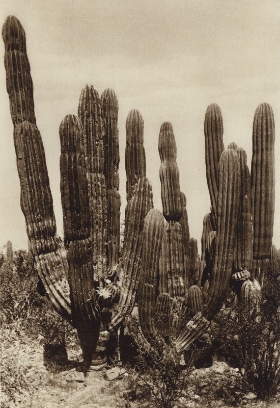 Mexiko: Guaymas, "Cereus Pringlei", Estado Sonora (čb fotografie) od Hugo Brehme