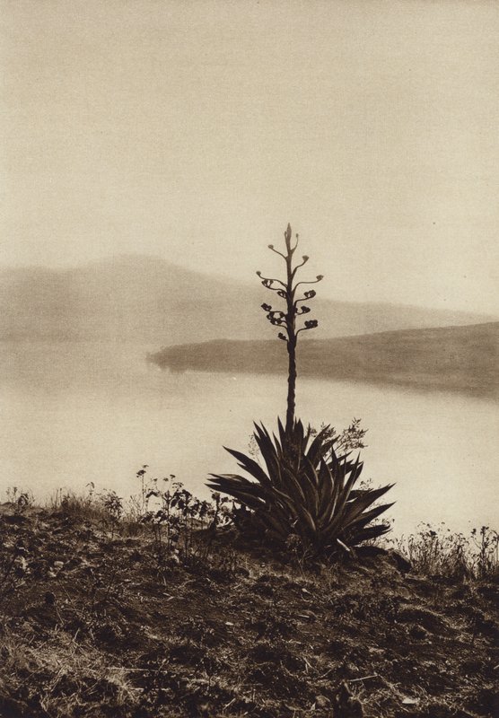 Mexiko: břeh jezera Chapala s kvetoucími agáve (čb fotografie) od Hugo Brehme