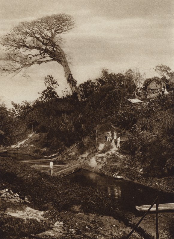 Mexiko: Panorama řeky se stromem Ceiba, stát Vera Cruz (čb fotografie) od Hugo Brehme
