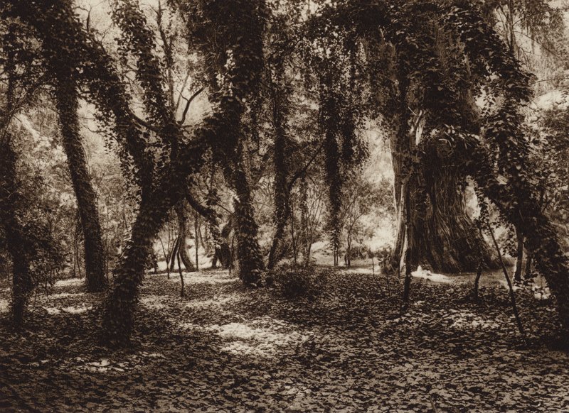 Mexiko: Idylické místo v parku Chapultepec (čb fotografie) od Hugo Brehme