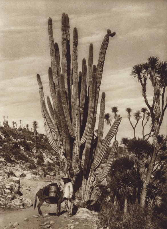 Mexiko: Salinas de Tehuacan s "Pilocereus Tetezo" (čb fotografie) od Hugo Brehme