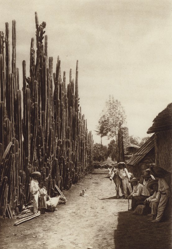 Mexiko: Santiago, charakteristická vesnická ulice s kaktusy ve tvaru sloupů (čb fotografie) od Hugo Brehme
