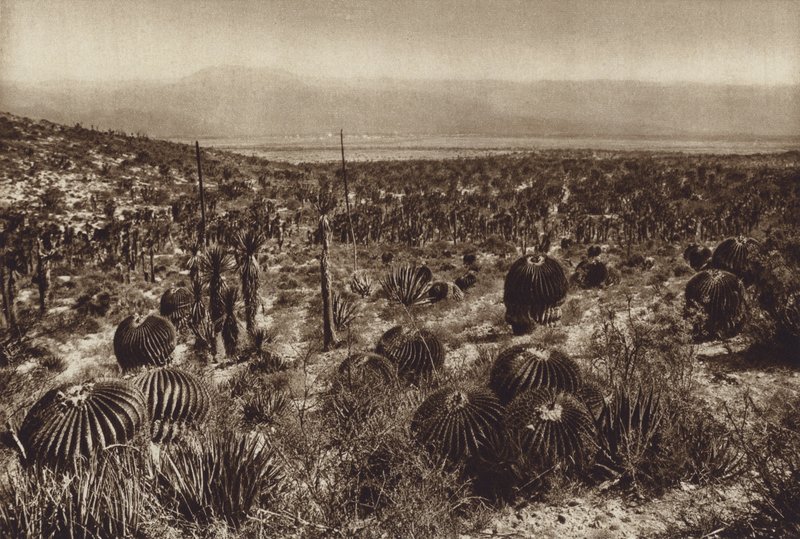 Mexiko: Sierra de Tehuacan, V přední části "Echinocactus grandis" (čb fotografie) od Hugo Brehme