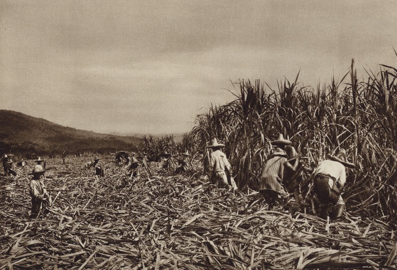 Mexiko: Tamasopo, sklizeň cukrové třtiny (čb fotografie) od Hugo Brehme