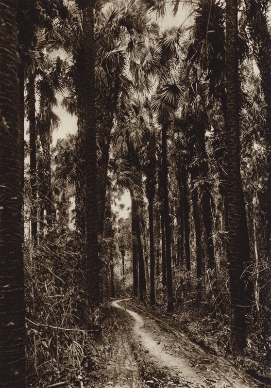 Mexiko: Tamasopo, Palmar (čb fotografie) od Hugo Brehme