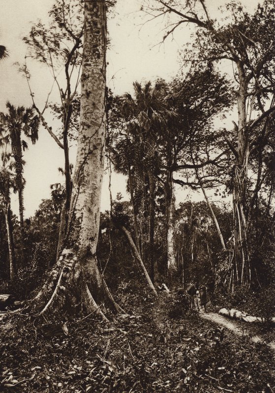 Mexiko: Tamasopo, Panorama panenského lesa (čb fotografie) od Hugo Brehme