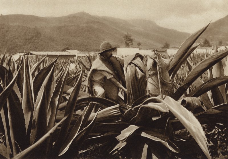 Mexiko: Tlachiquero saje pulque z rostliny agáve (čb fotografie) od Hugo Brehme