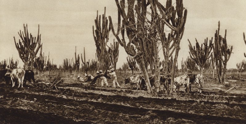 Mexiko: Práce v terénu, stát Sinaloa (čb fotografie) od Hugo Brehme