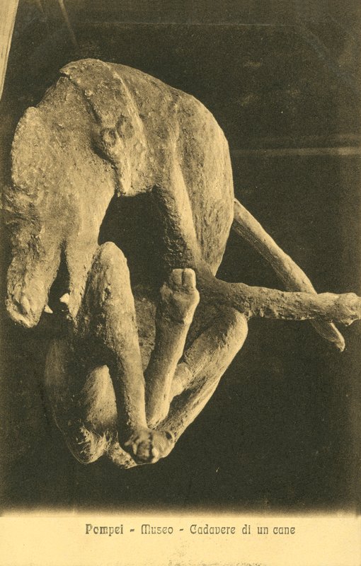 Pompeje, muzeum, mrtvola psa od Italian Photographer
