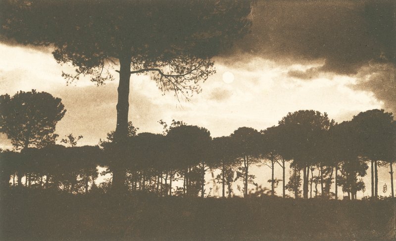 Ravenna, La Pineta di Classe (čb fotografie) od Italian Photographer