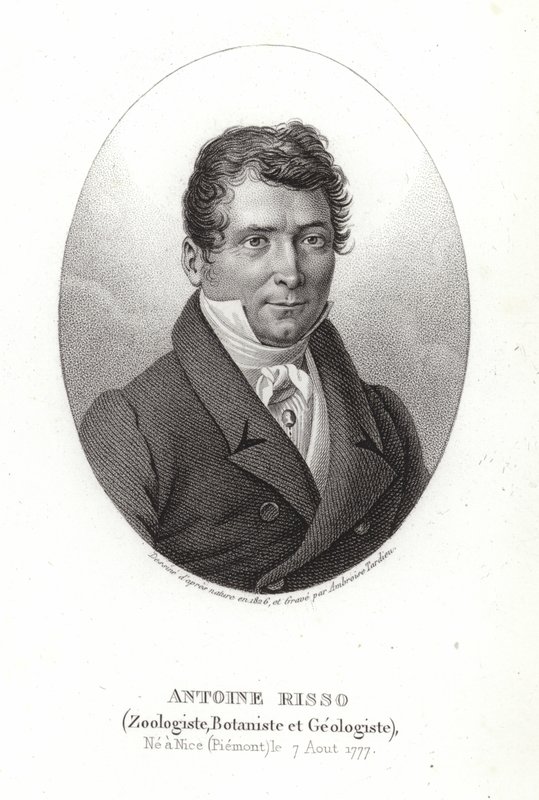 Antoine Risso od Italian School