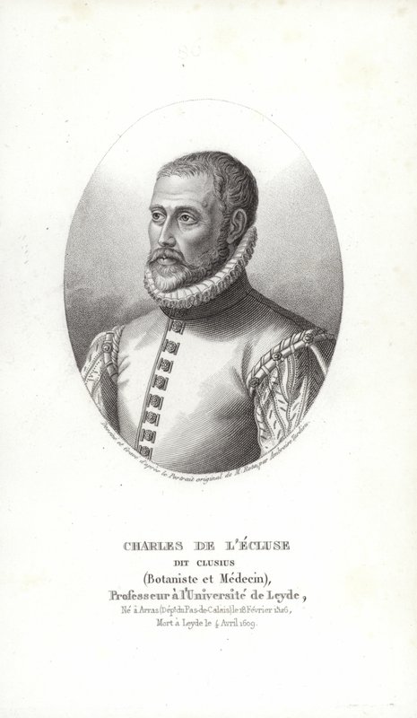 Carolus Clusius od Italian School