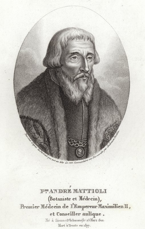 Pietro Andrea Mattioli od Italian School