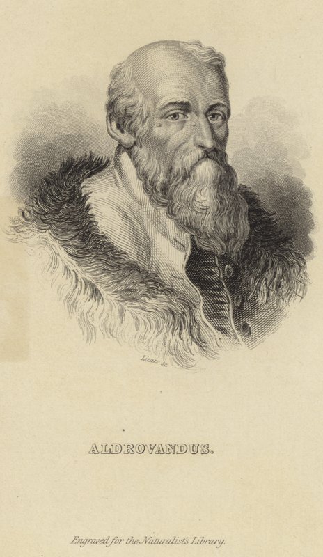 Ulisse Aldrovandi od Italian School