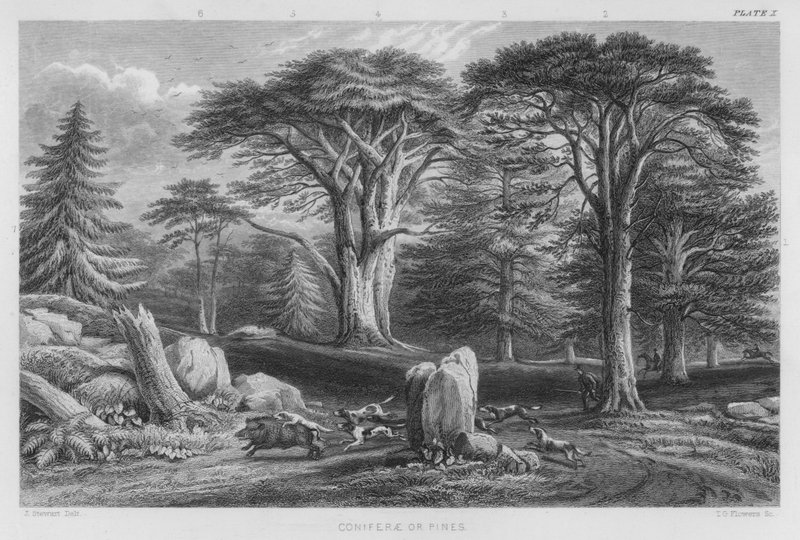 Coniferae nebo Pines (barevné rytí) od J. (after) Stewart