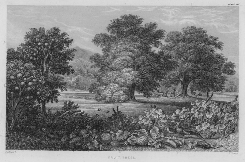 Ovocné stromy (barevné rytí) od J. (after) Stewart