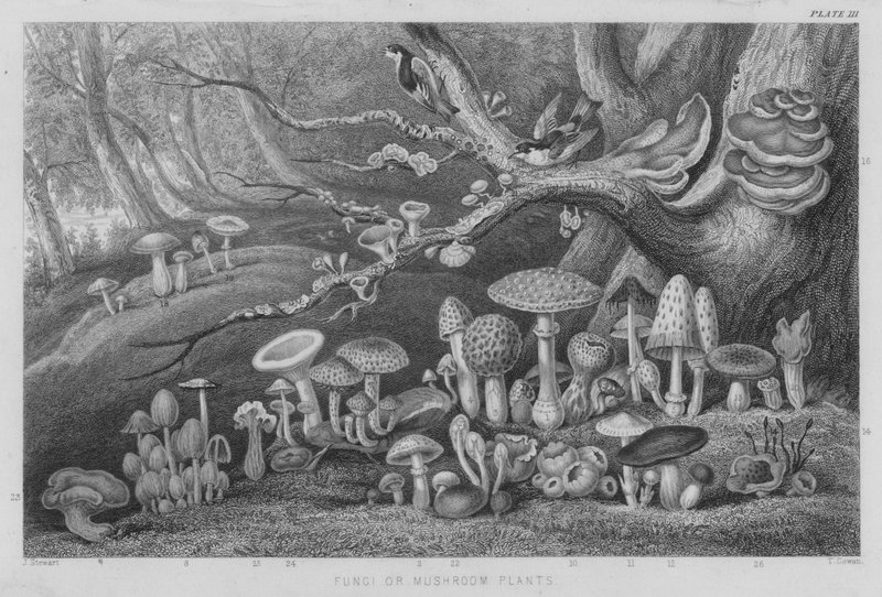 Houby nebo houbové rostliny (barevné rytí) od J. (after) Stewart
