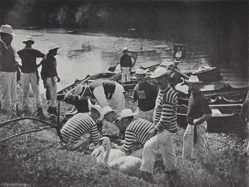 Swan upping na Temži, Nicking nebo Marking od J. Benjamin Stone