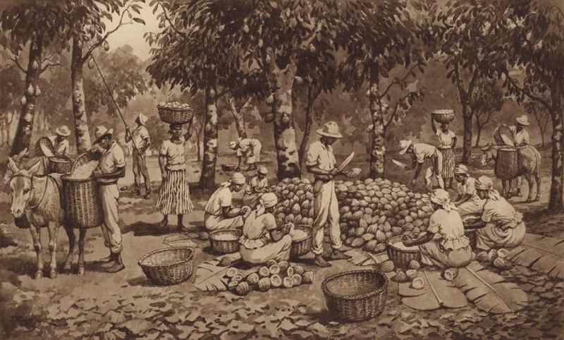 Lámání kakaových lusků v Trinidadu (litho) od J. Macfarlane