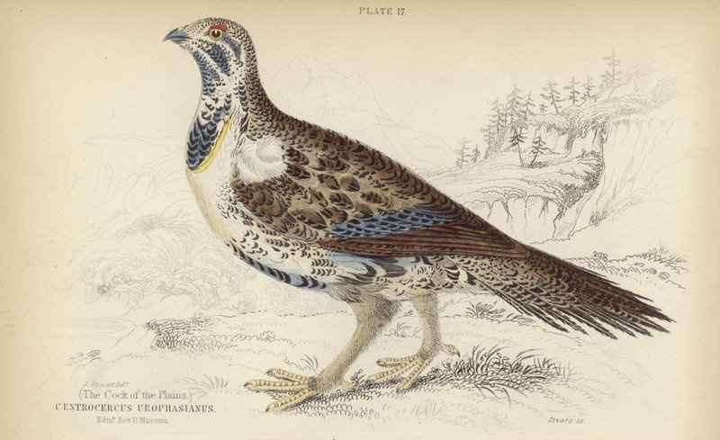 Centrocercus Urophasianus od J. Stewart