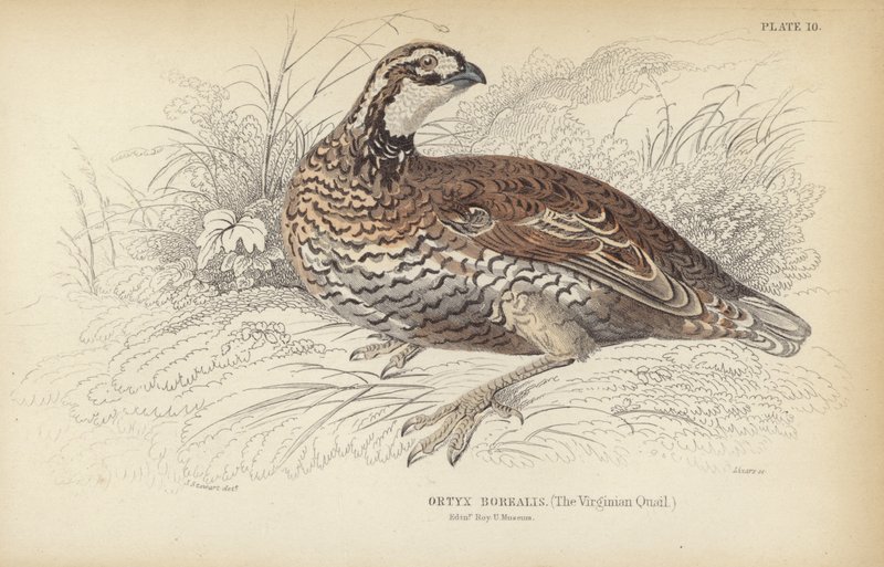 Křepelka virginská od J. Stewart