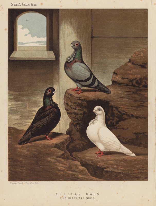 Holubi: Africké sovy, modré, černé a bílé (barva lito) od J. W. (after) Ludlow