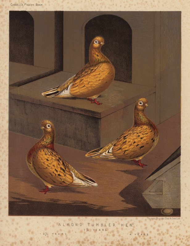 Holubi: Almond Tumbler Hen od J. W. (after) Ludlow