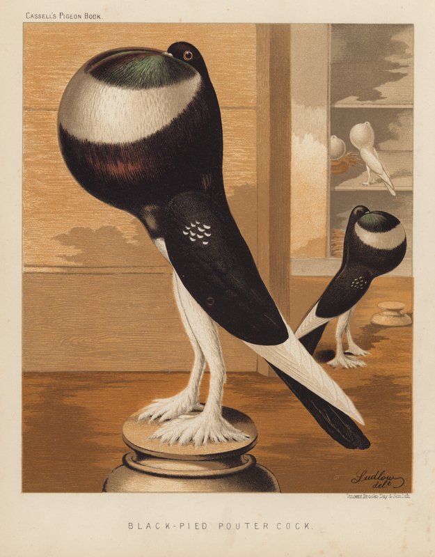 Holubi: Black-Pied Pouter Cock (barva lito) od J. W. (after) Ludlow